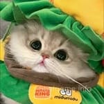 Avatar de Monserrat Peña